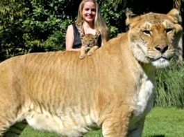 10 невероятно больших животных мира. Размеры этих гигантов заставят вас ахнуть!
