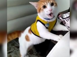 Кот-болельщик, который кричит «Гол!» набрал тысячи просмотров в сети