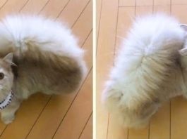 Кошка с беличьим хвостом