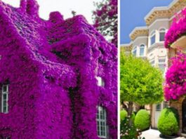 Красивые дома, которые просто утопают в море цветов