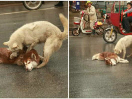 Смотрите, как собака пытается ″разбудить″ своего мертвого друга, сбитого автомобилем
