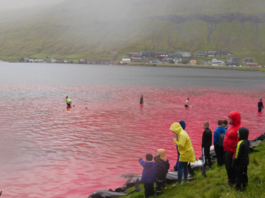В Европе снова море крови: дикари-островитяне убивают дельфинов ради забавы