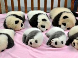 Детский сад для панд — самое милое место на земле
