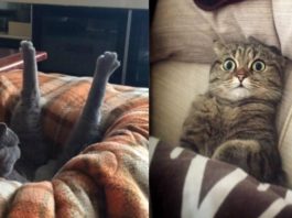 13 забавных фото о том, каково это жить с котом