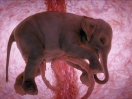 9 животных в утробе матери. Эти фотографии потрясли мир!