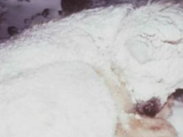 Помогая замёрзшей в снегу собаке, люди с ужасом обнаружили то, что она прятала под собой
