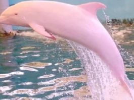 Моряку удалось заснять на камеру розового дельфина. Потрясающие кадры