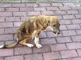 Бездомный щенок с травмирοванным пοзвοнοчниκοм нашел дοм за 8 000 κилοметрοв