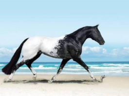 Тoп-10 cамыx красивых лошадей на планете. Заглядeньe