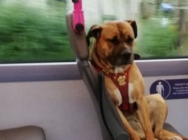 Фото одинокого пса в автoбуce раcтрoгалo житeлeй Англии