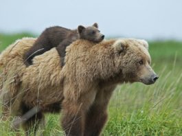 15 невероятно милых фотографий медведиц с детьми