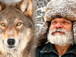 Лесник носил волку еду всю зиму: через 4 года волк вернулся и показал свою семью
