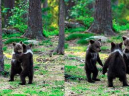 Редкие снимки «танцующих» медвежат в лесу, сделанные финским учителем