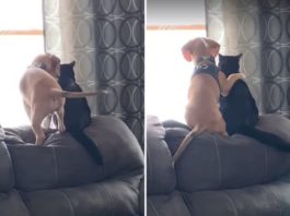 Видео со щенком, обнимающим котенка, стало вирусным и интернет умилился