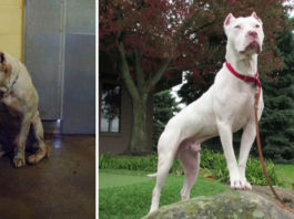 15 фотографий собак до и после приюта, которые тронут до глубины души