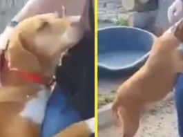 Спасенная собака не отпускала мужчину, пока он не забрал ее