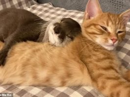 Трогательное видео: выдра и кошка сладко спят в обнимку