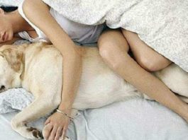 7 причин разрешать собаке дрыхнуть в кровати