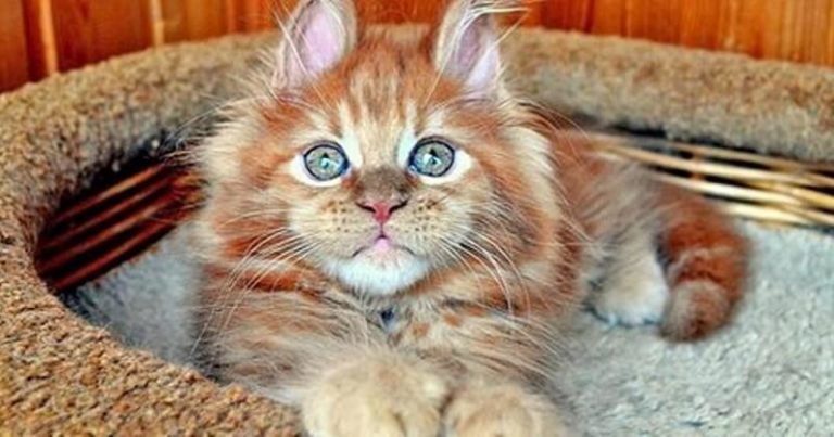 20 замечательных животных, которые профессионально заряжают хорошим настроением