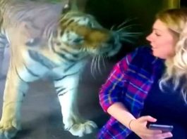 Когда она подошла к вольеру с тигром, то была шокирована его реакцией