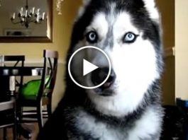 Видео с поразительно умной говорящей собакой посмотрели 303 миллиона человек!