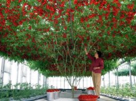 В Израиле вырастили помидорное дерево невероятных размеров — это стоит увидеть!