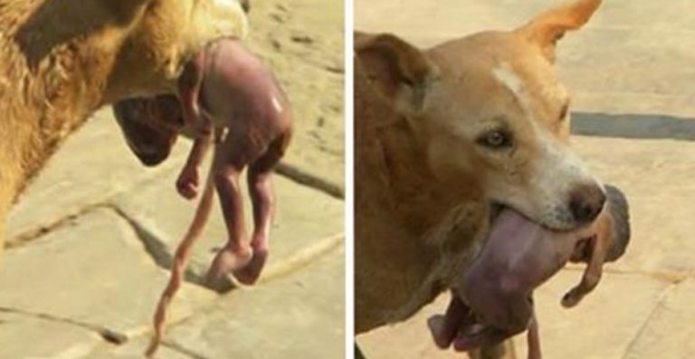Когда прохожие рассмотрели, кого несет собака, волосы стали дыбом… Но дальнейшее удивило еще больше