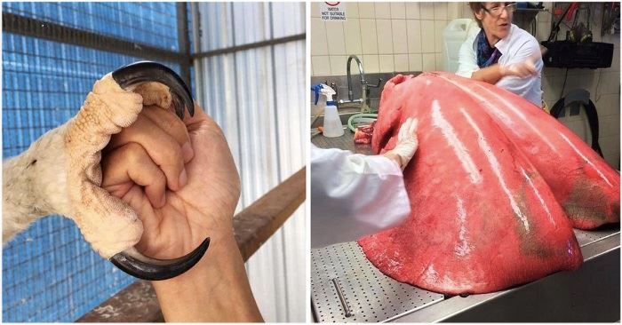 30 вещей, которые в реальности гораздо больше, чем мы думали