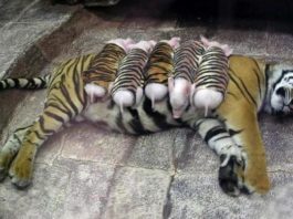 Тигрица потеряла своих детенышей и сильно тосковала, тогда работники зоопарка надели на поросят полосатые костюмы и завели их к ней в клетку…