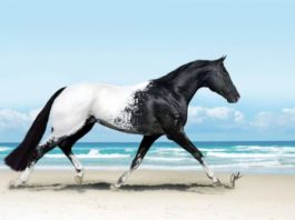 23 фотографии лошадей, которые кажутся ненастоящими из-за своей красоты