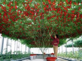 В Израиле вырастили невероятных размеров помидорное дерево — это стоит увидеть!