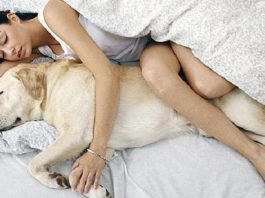 7 неожиданных причин, почему ваша собака должна спать в вашей кровати