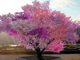 Фантастическое дерево-гибрид, на котором растет 40 видов фруктов!