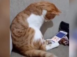 Коту показали видео с его погибшим хозяином. Кадры, от которых сжимается сердце