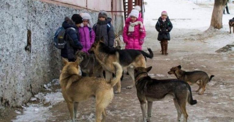 Мы кричали, но люди разбегались, как тараканы!!! На помощь детям пришли бродячие собаки