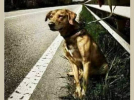 Хозяин просто привязал собаку на дороге к отбойнику и уехал…