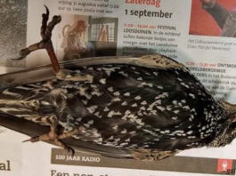 В Голландии тестировали 5G — сотни птиц погибли сразу же! Что это было?