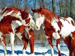 10 самых красивых лошадей на планете!