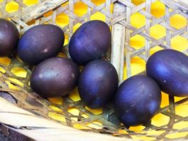 Фермер нашел странные яйца черного цвета – посмотрите, что вылупилось из них