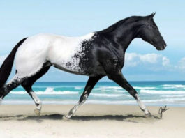 20+ фотографии лошадей, которые кажутся ненастоящими из-за своей красоты