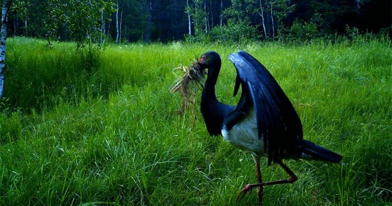 30 фото из лесов Чернобыля. Фотокамеры фиксируют невероятные вещи!