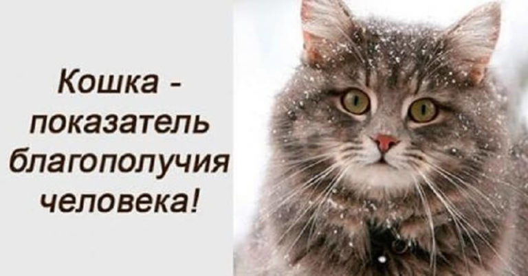 А вы знали, что кошка является показателем благополучия?