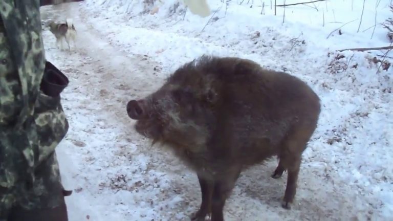 Дикий кабан Васек встречает прохожих и выпрашивает у них еду