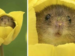 Фотограф на цыпочках, пробираясь сквозь тюльпаны, снимает мышей