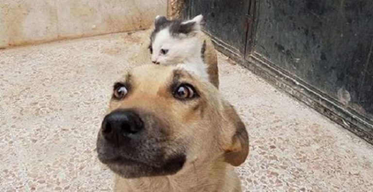 Котёнок-сирота подружился с собакой, потерявшей щенков, и это очень трогательно