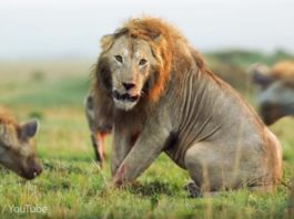 На льва одновременно напало 20 гиен, но его спас друг. Вот как животное умеет благодарить!