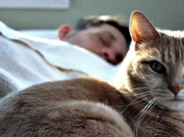 Почему кот всегда спит на человеке: что означают его позы и выбранное место