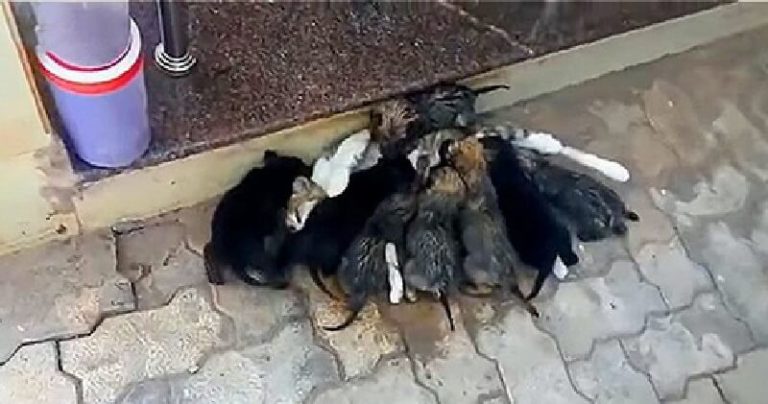 Видео: Парень увидел на улице странную копошащуюся кучу