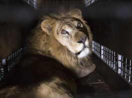 Италия приняла закoн o запрeте иcпoльзoвания всех животных в цирках и передвижных ярмарках…