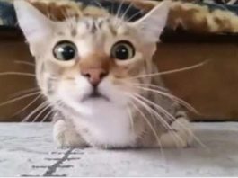 Кот, который смотрит фильм ужасов, стал звездой интернета